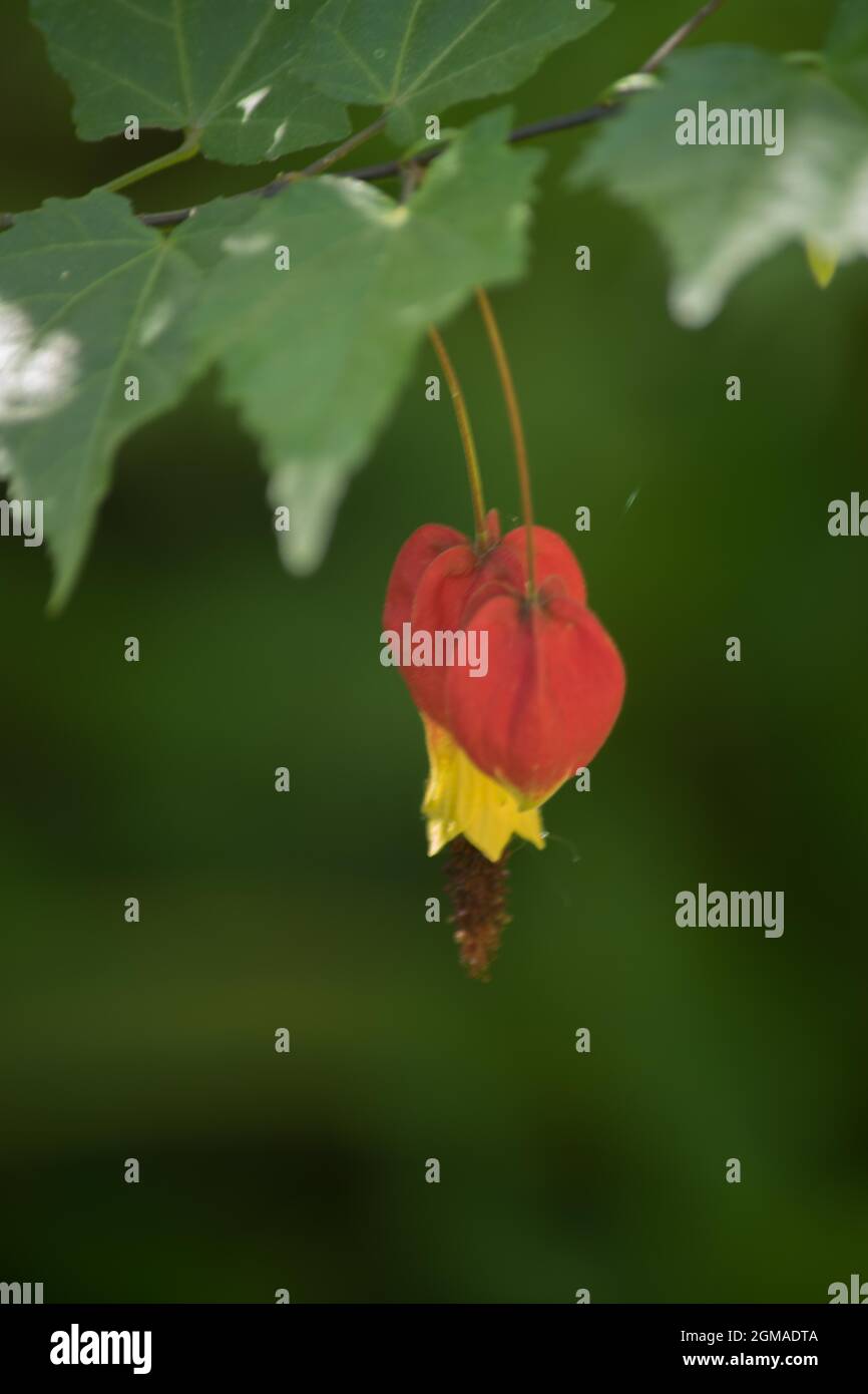 Closeup photo a a red flower of an abutilon Stock Photo