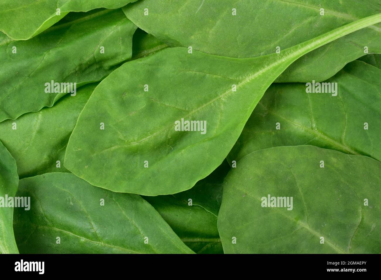 Fresh green baby spinach leaves Stock Photo Alamy