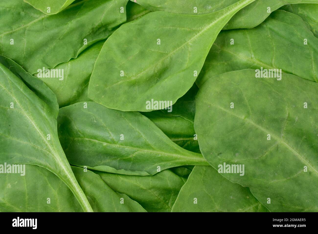 Fresh green baby spinach leaves as background close up Stock Photo - Alamy