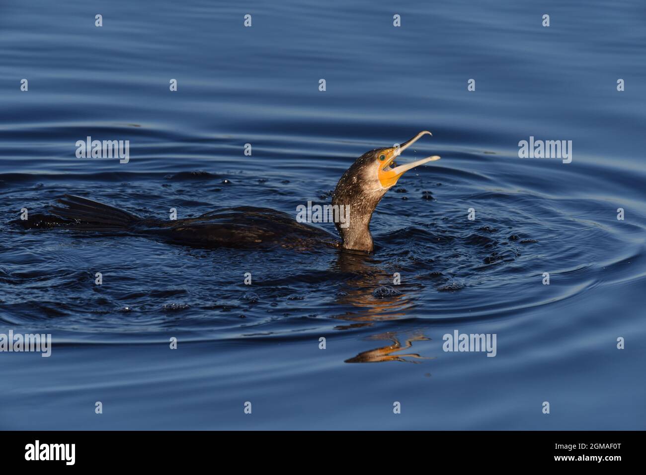 cormorant - Phalacrocorax carbo Stock Photo