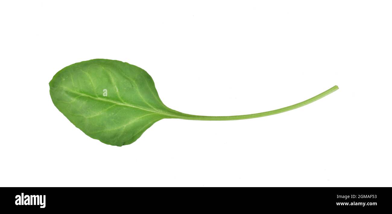spinach leaf isolated on white background with clipping path Stock Photo