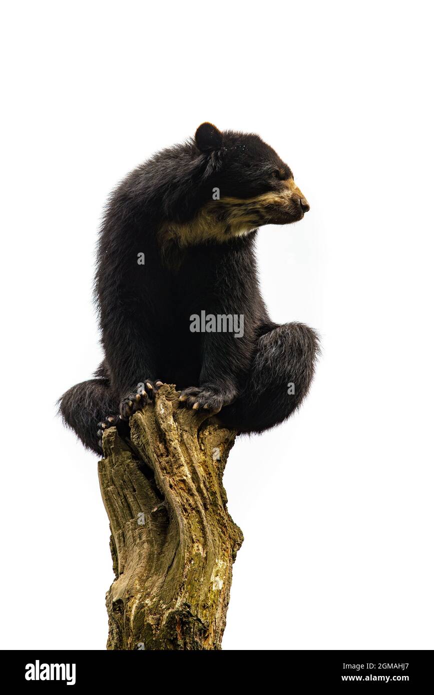 American Black Bear isolated on white background Stock Photo - Alamy