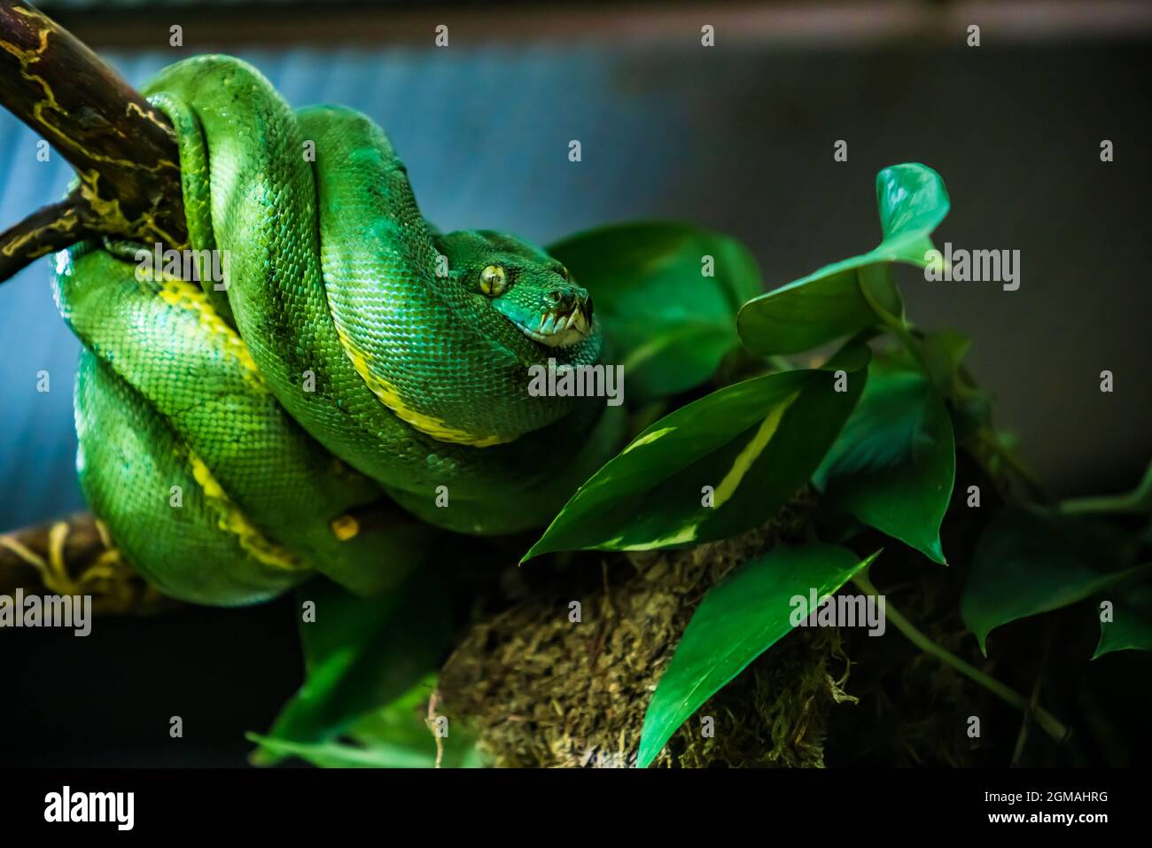 Exotic snake species hi-res stock photography and images - Alamy