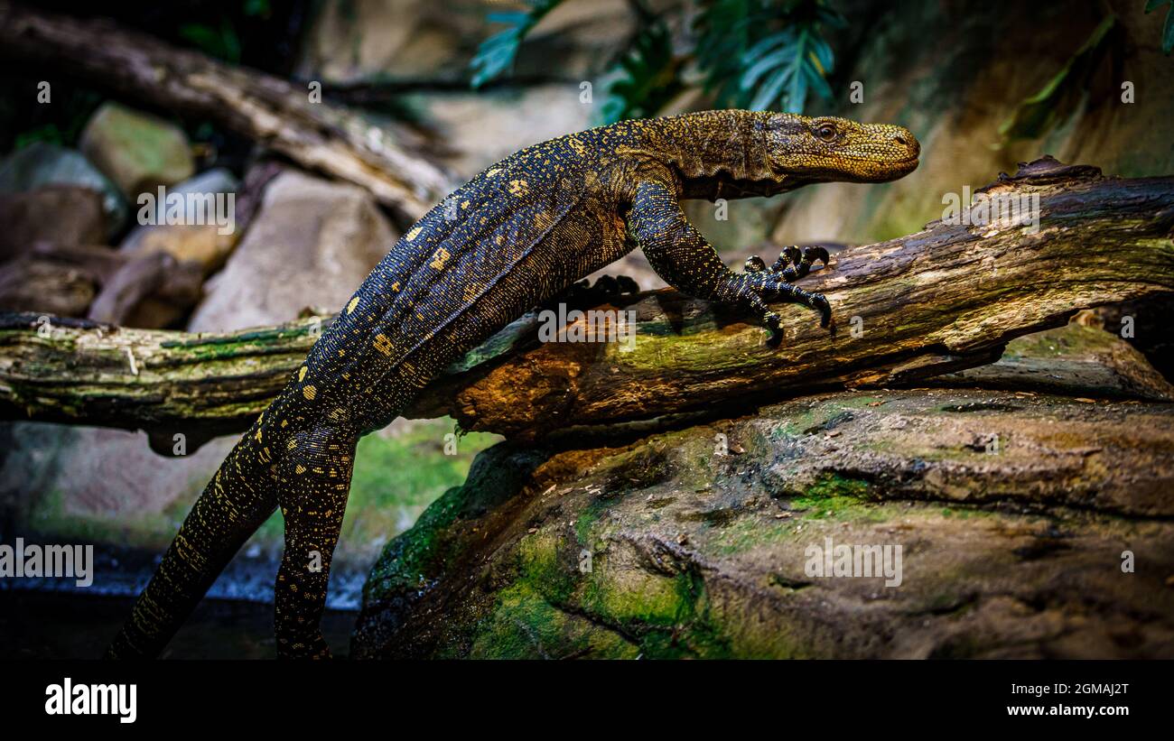 Komodo dragon in the beautiful nature habitat. Monitor lizard Stock ... - Komodo Dragon Snake Feeding Station Design