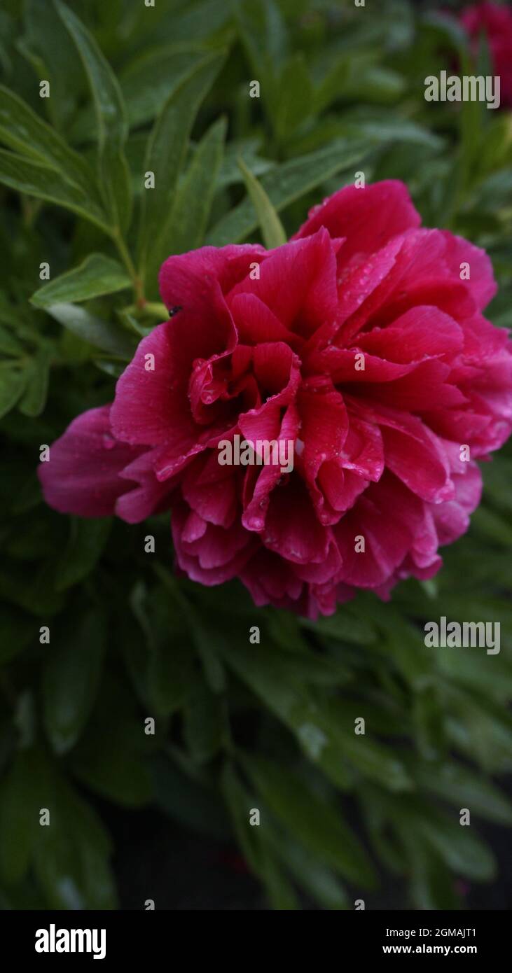 Selective closeup of a pink peony flower in a garden Stock Photo - Alamy