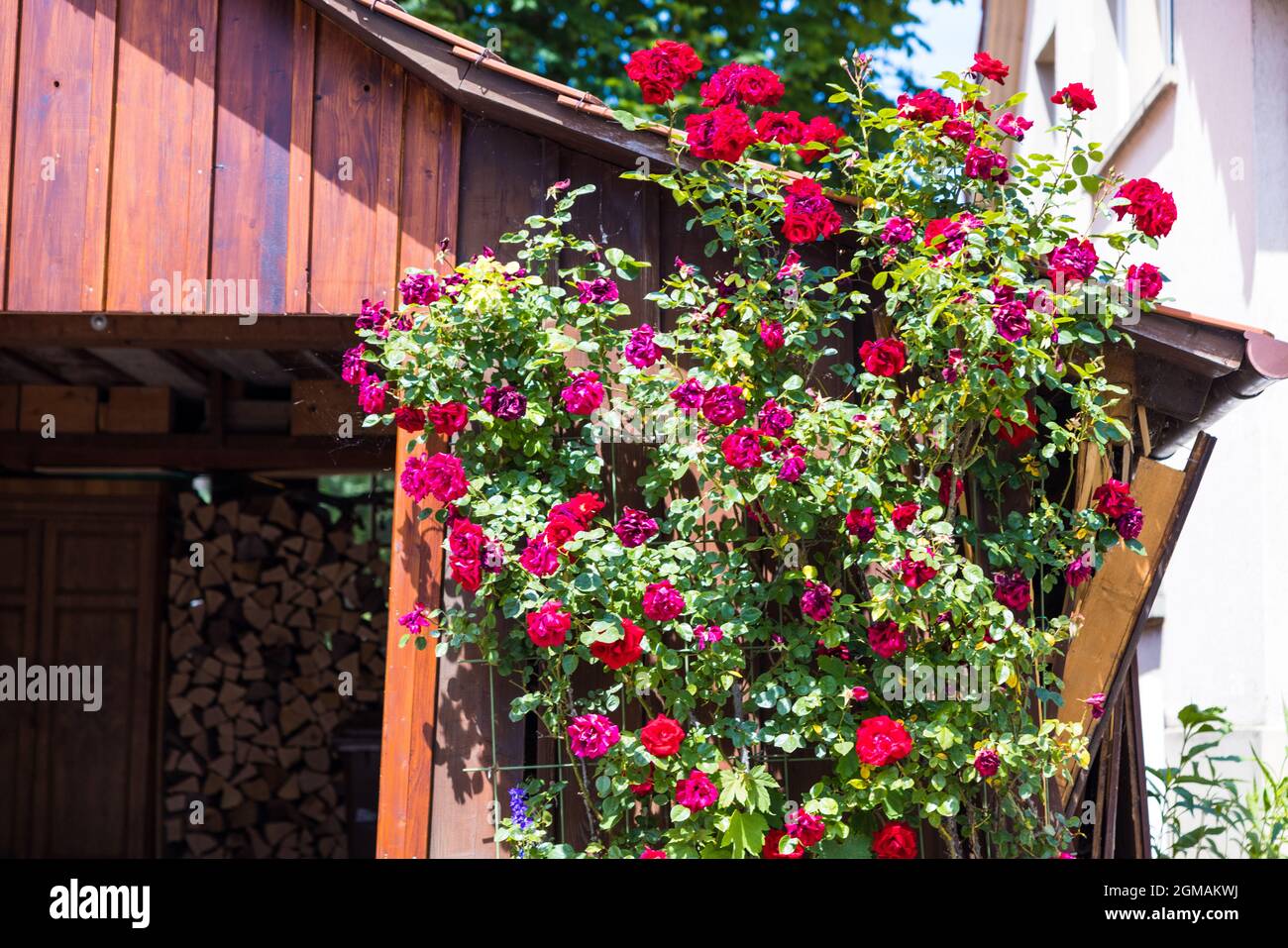 Closeup shot of climbing bajazzo roses in front of a small wooden warehouse  Stock Photo - Alamy