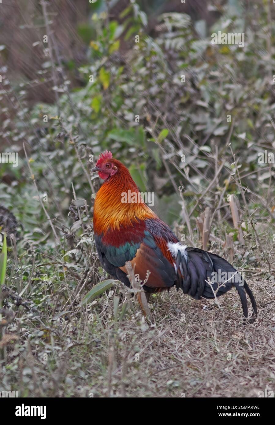 Red Junglefowl (Gallus gallus murghi) adult male feeding in low vegetation Kaziranga NP, Assam, India     January Stock Photo