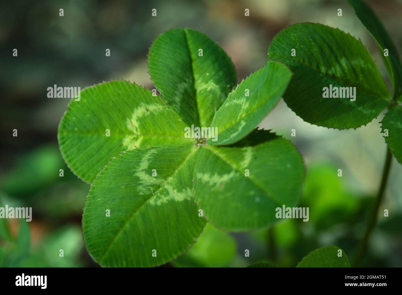 Five-leaf clover, a symbol of good luck Stock Photo - Alamy