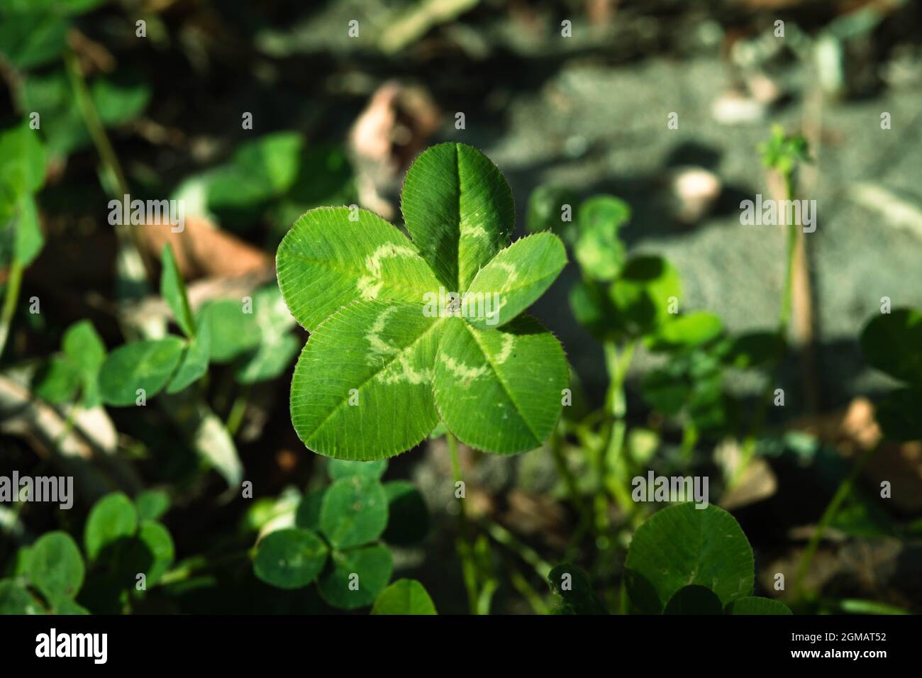 Five-leaf clover, a symbol of good luck Stock Photo - Alamy