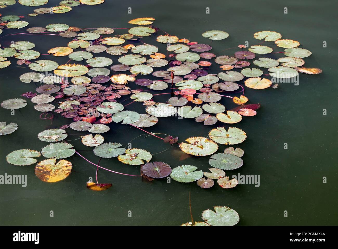 water lily plant with colorful leaf floating in water Stock Photo - Alamy