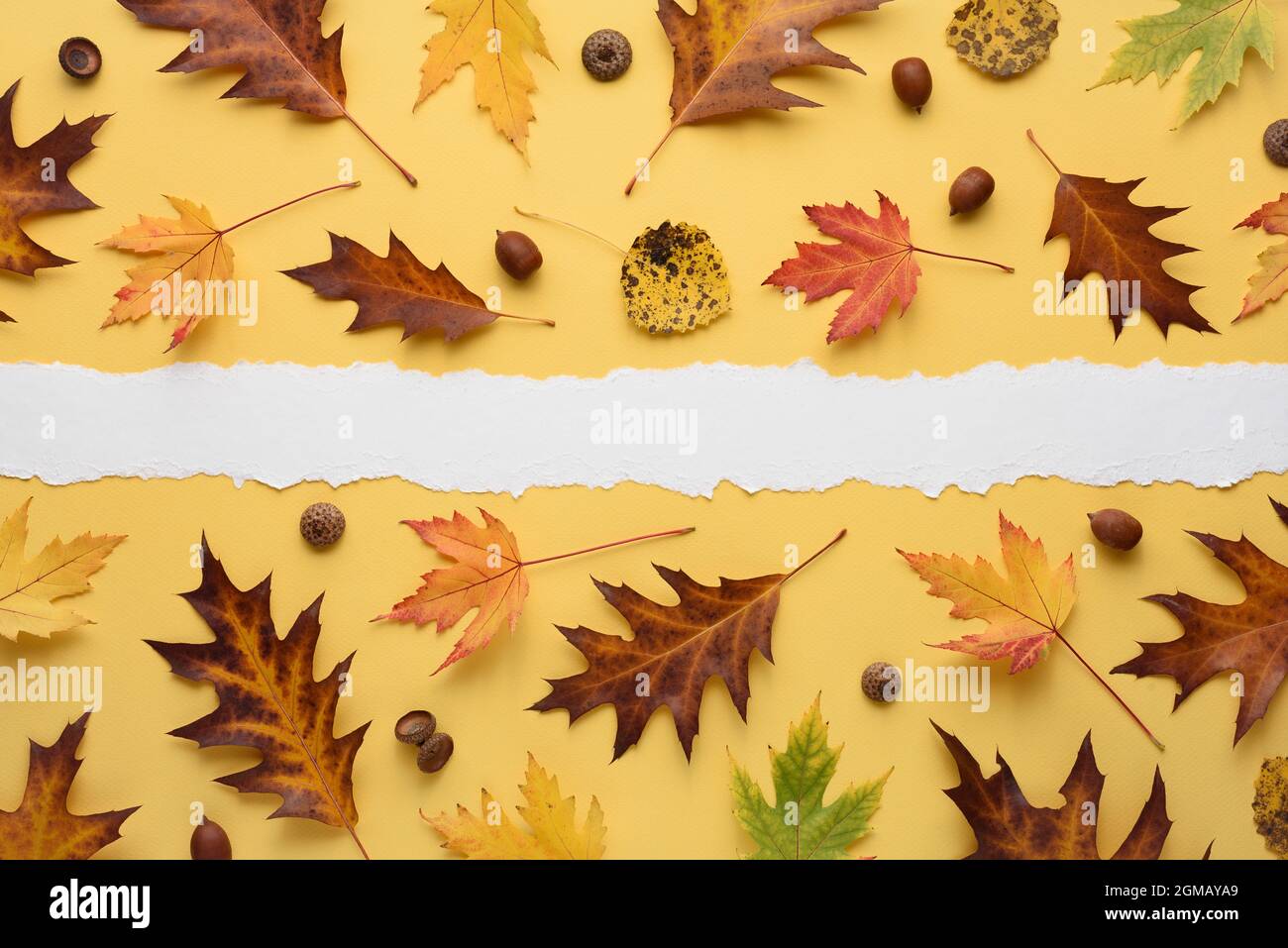 Autumn pattern of oak and maple leaves on a yellow background with note ...