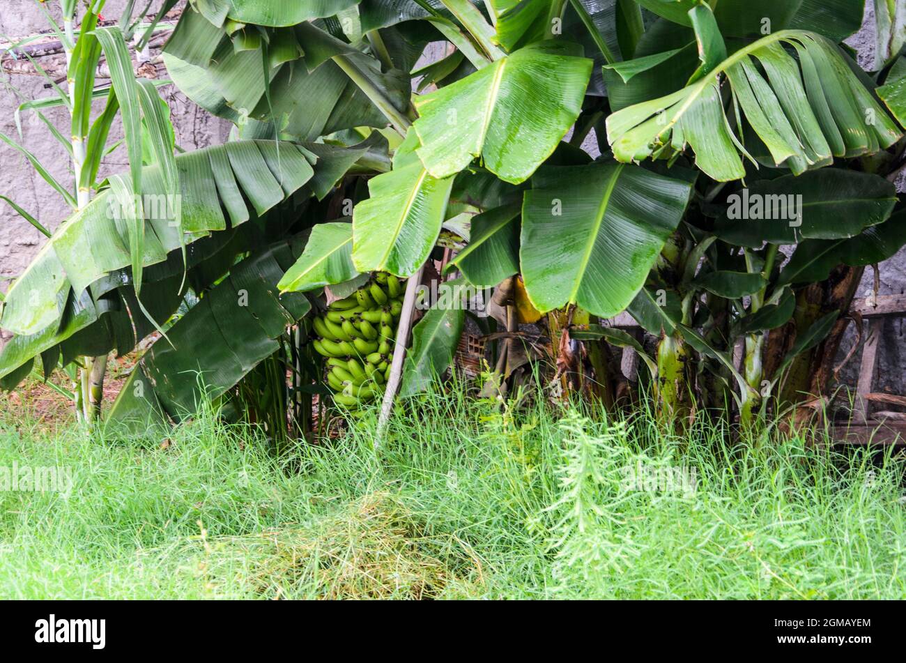 Green banana plant on a land of a house. Originating in Southeast Asia, they are currently cultivated in practically every tropical region on the plan Stock Photo