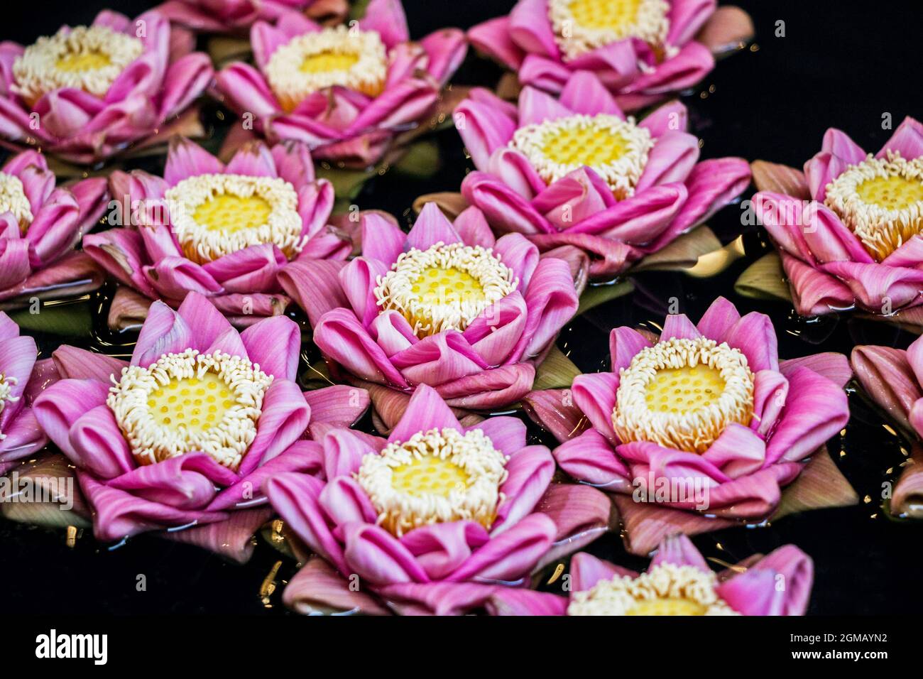 pink origami lotus flower floating in water Stock Photo Alamy