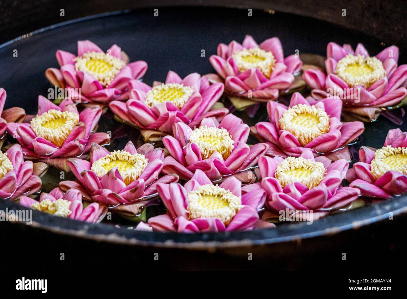 pink origami lotus flower floating in water Stock Photo Alamy