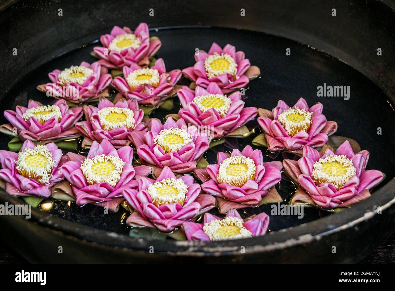 pink origami lotus flower floating in water Stock Photo Alamy