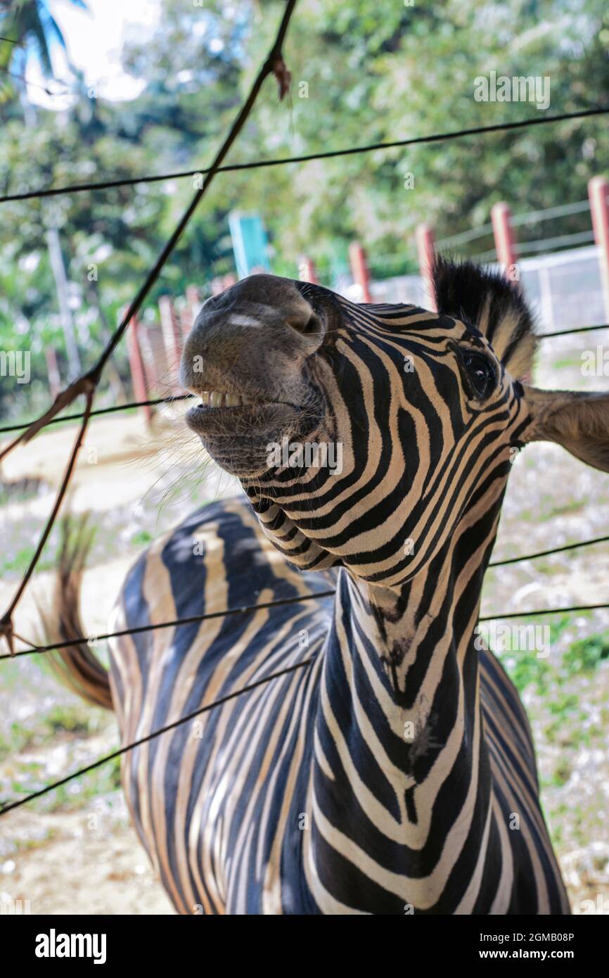 Curious zebra in the zoo in Salvador, Bahia, Brazil. Zebras are mammals that  belong to the horse family, the equines, native to central and southern A  Stock Photo - Alamy