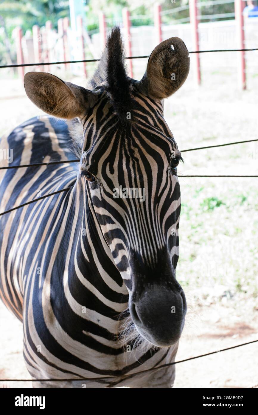 Curious zebra in the zoo in Salvador, Bahia, Brazil. Zebras are mammals that  belong to the horse family, the equines, native to central and southern A  Stock Photo - Alamy