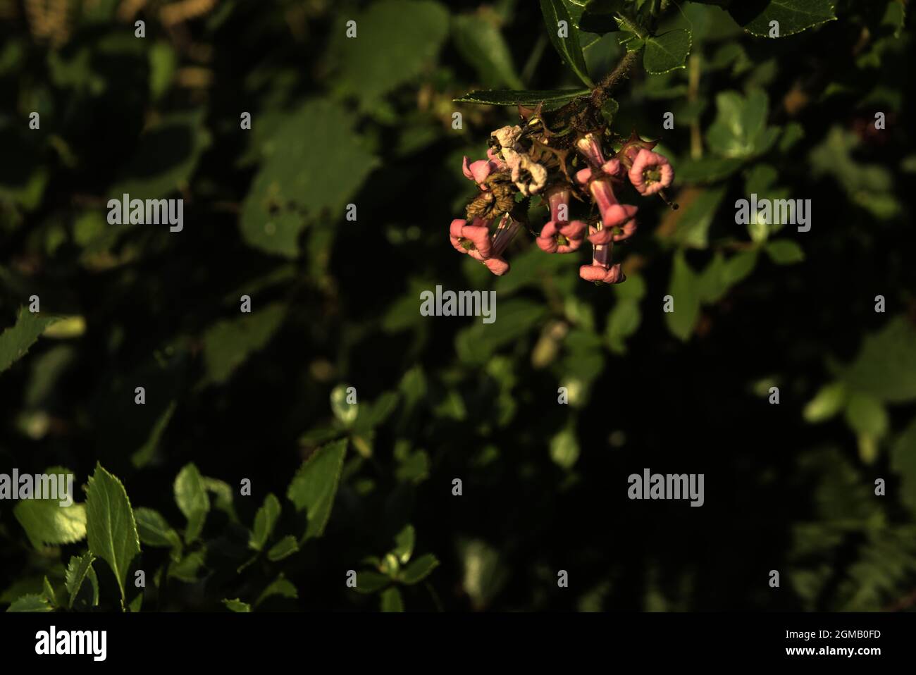 Closeup of Escallonia rubra flowers in a field under the sunlight with a blurry background Stock Photo