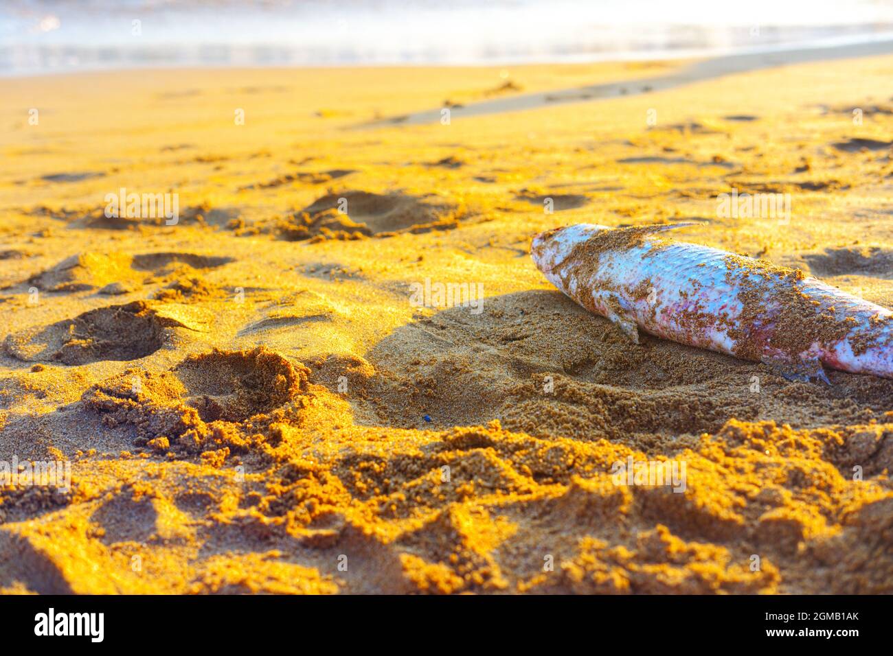 Dead Fish at Sandy Beach Stock Photo Alamy