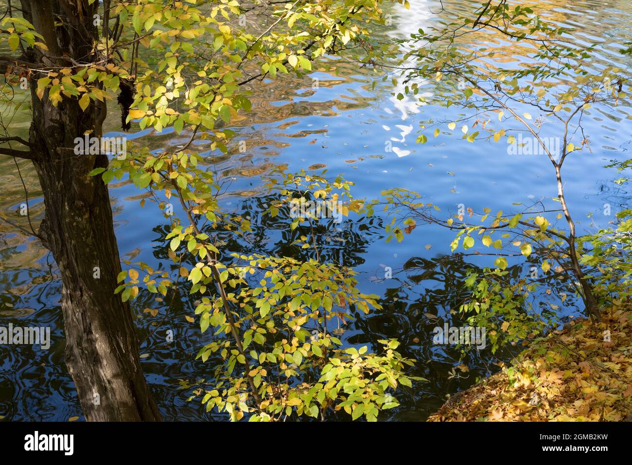 Autumn landscape with trees with beautiful foliage on the lake shore Stock Photo
