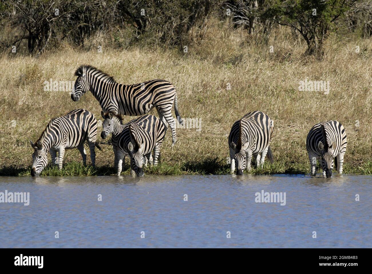 Zebra in Savannah environment, Kruger National Park, South Africa. Stock Photo