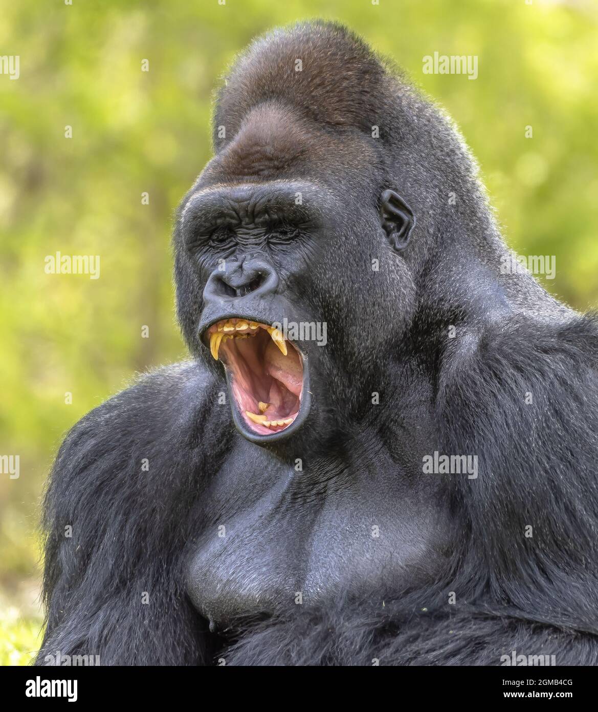 scary real gorilla