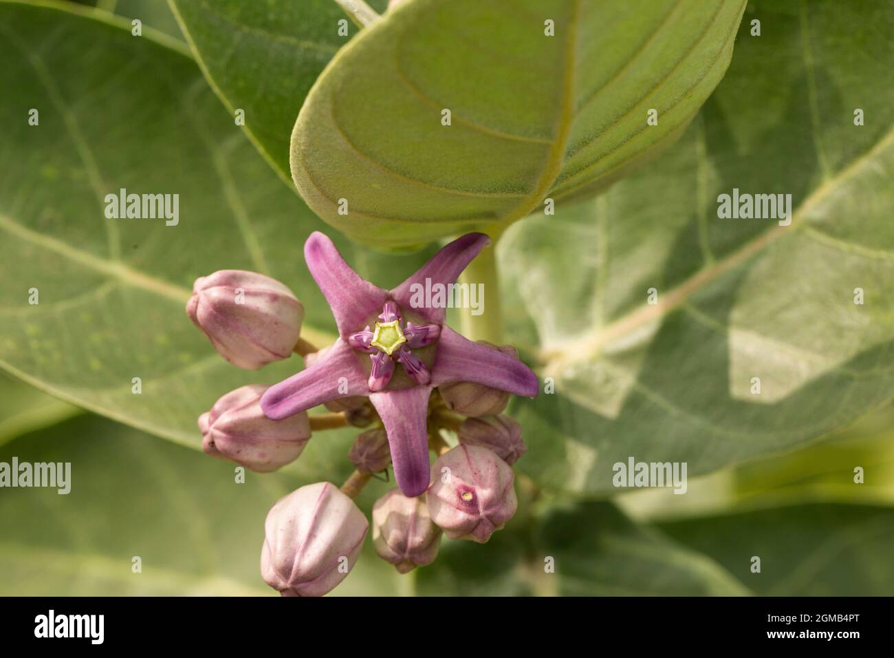 The green leaves and purple flowers of the crown flower. Stock Photo
