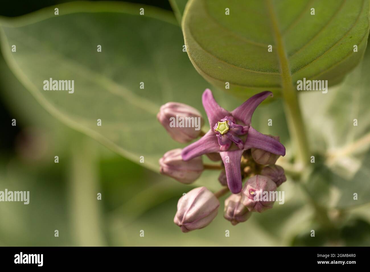 The green leaves and purple flowers of the crown flower. Stock Photo