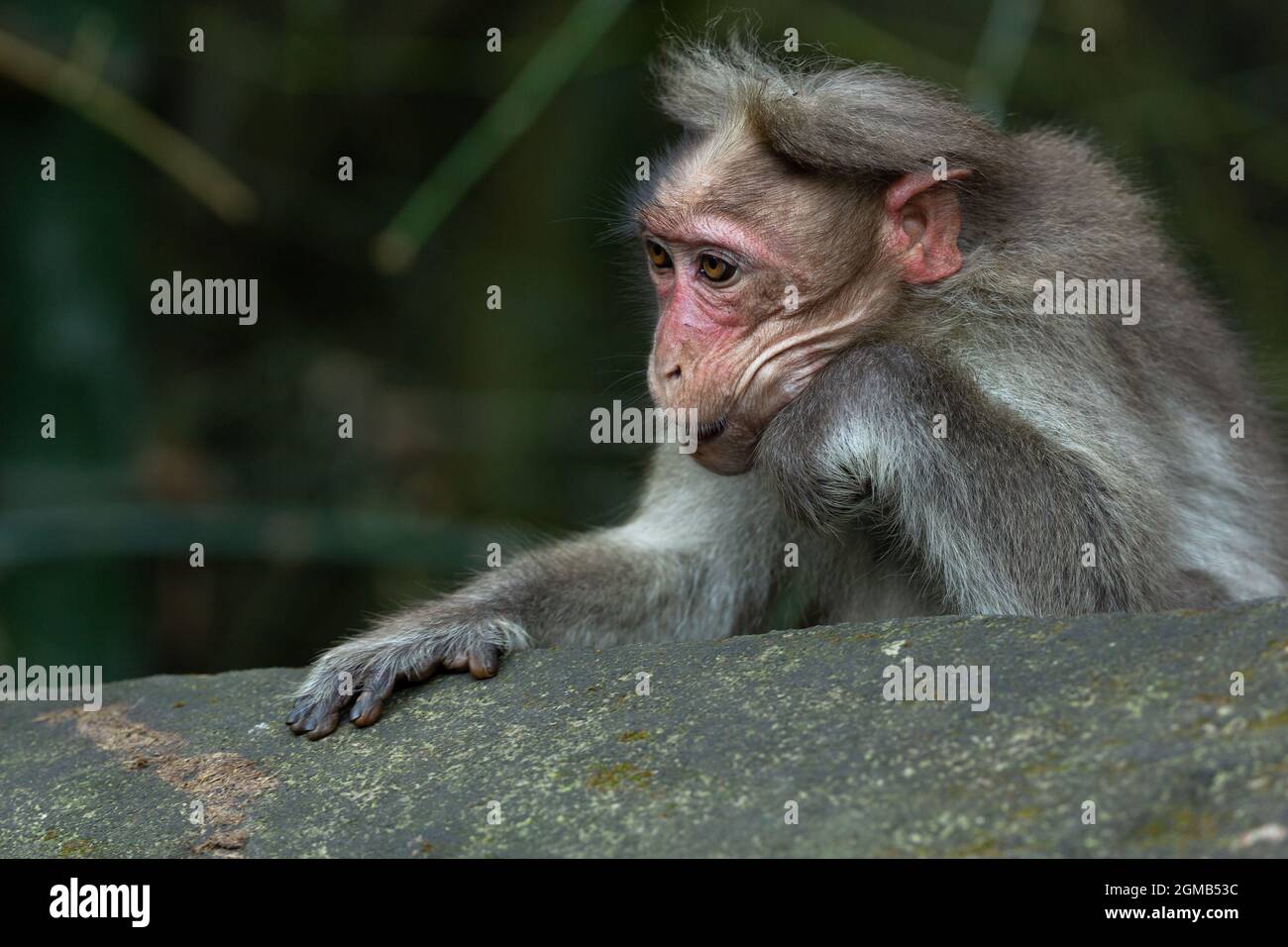 A monkey is looking over the wall, resting his head on his hand, forming wrinkles on his face. Stock Photo