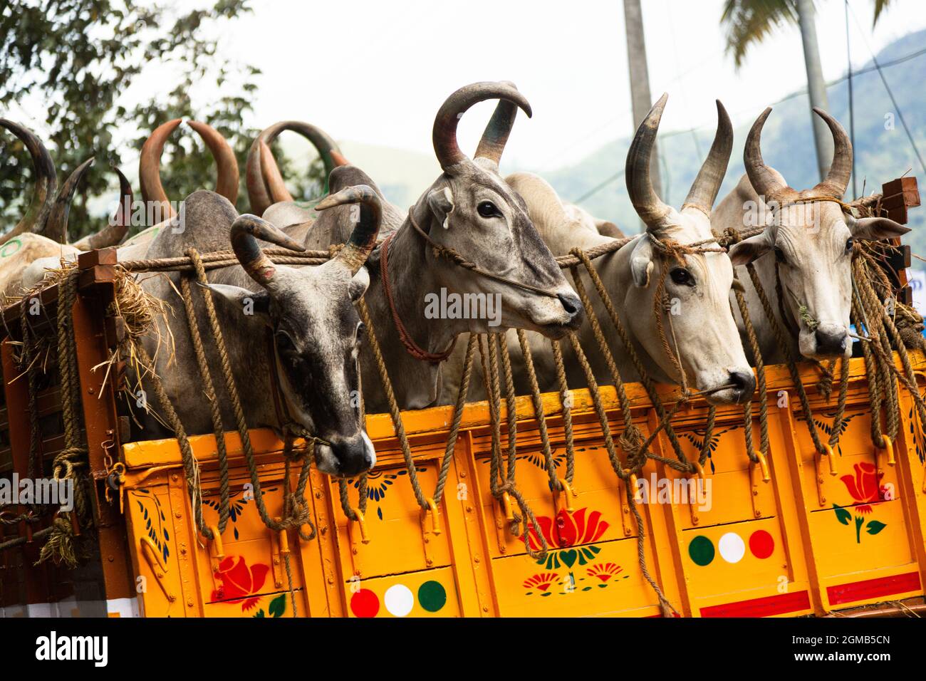 Many cattle stand closely on a brightly painted flatbed truck in India, tethered and being transported to a livestock market. Stock Photo