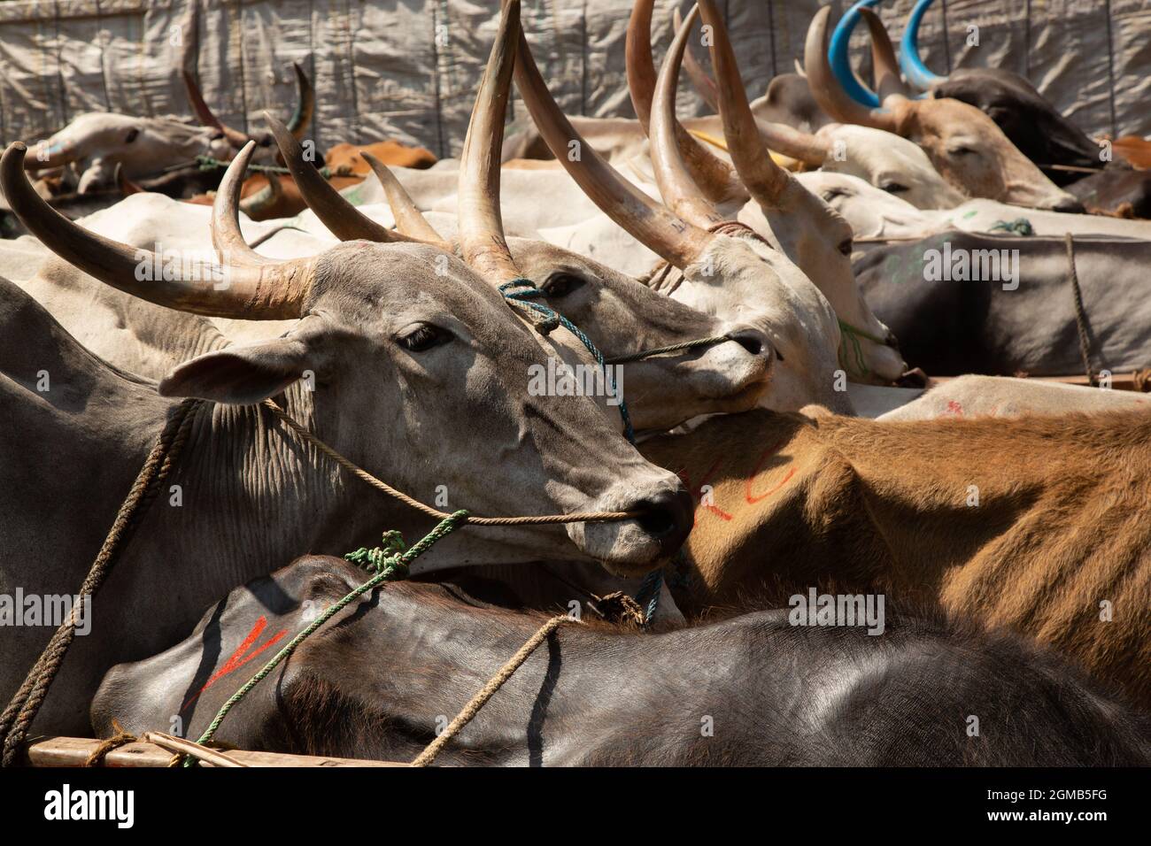 Many cattle stand closely on a brightly painted flatbed truck in India, tethered and being transported to a livestock market. Stock Photo