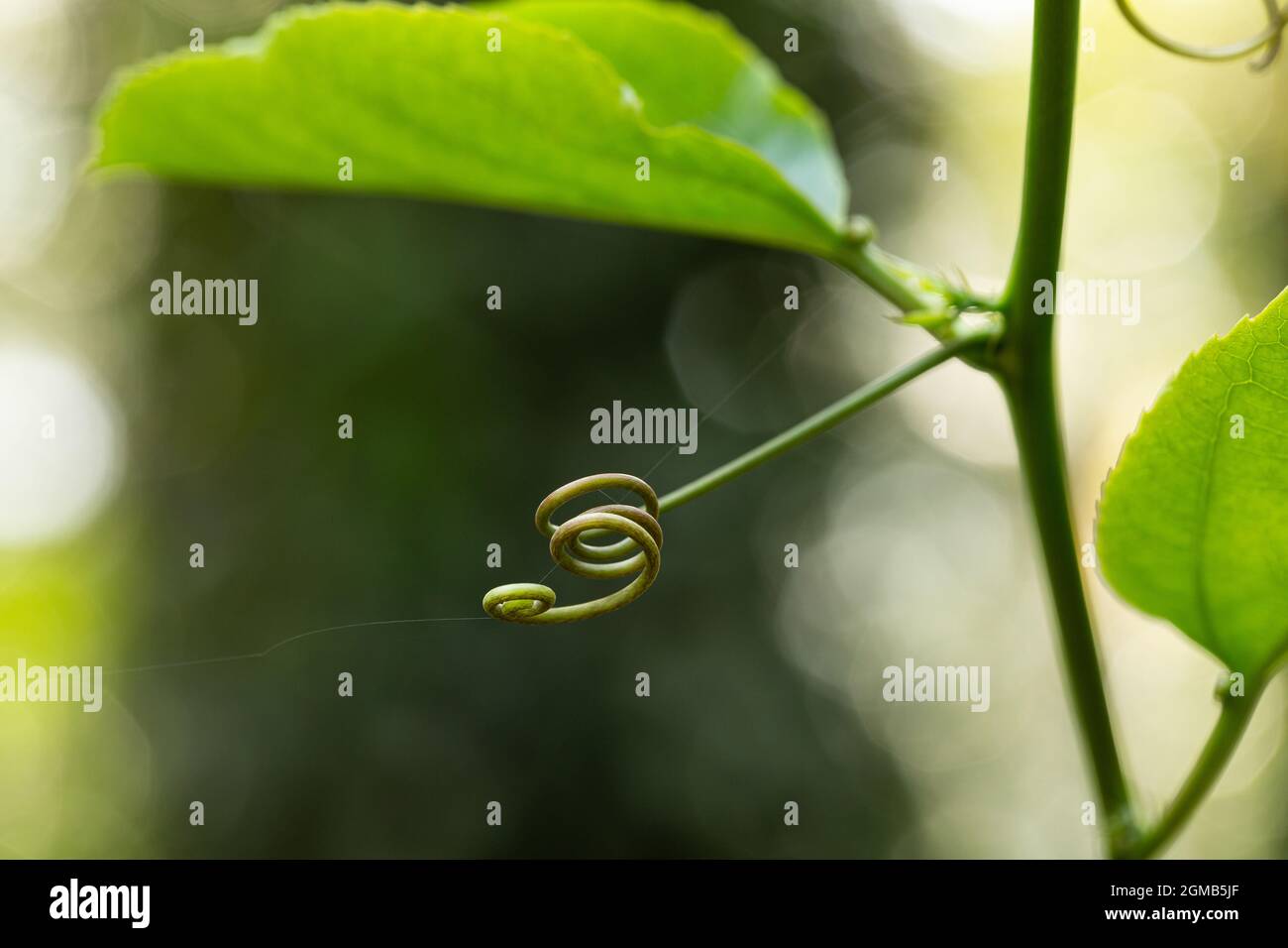 The tendril of a climbing plant has the shape of a spiral. Stock Photo