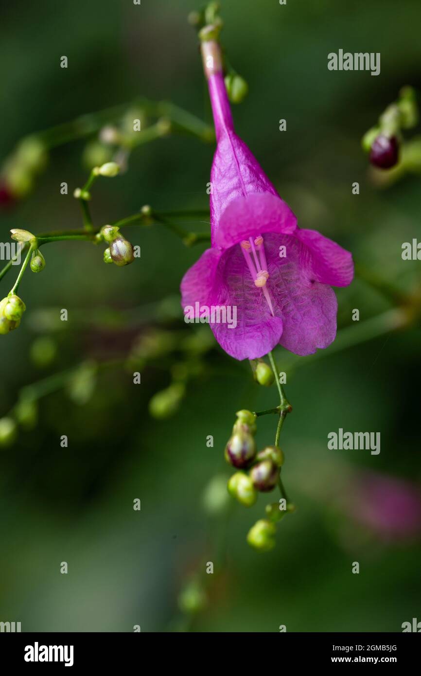 The exotic flower of Strobilanthes Cusia (Nees) Kuntze blooms in purple. Stock Photo