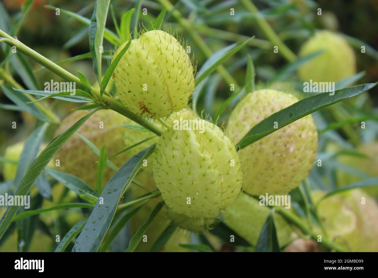 Hairy balls hi-res stock photography and images - Alamy