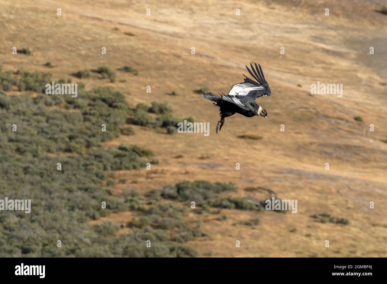 Adult condor soaring by Cerro Palomares, Patagonia Stock Photo Alamy