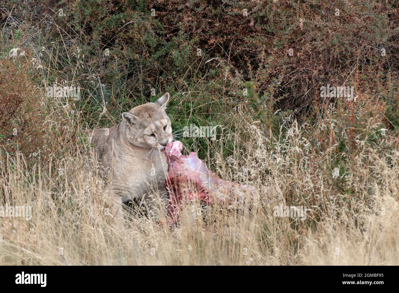 Puma feeding on a guanaco carcass in the bush, Torres del Paine, Patagonia  Stock Photo - Alamy