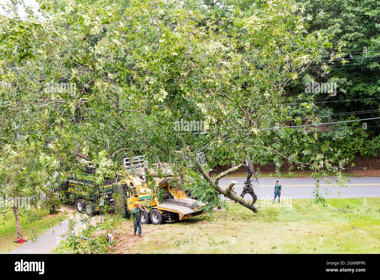 New England Tree Masters cutting down trees at customers property Stock