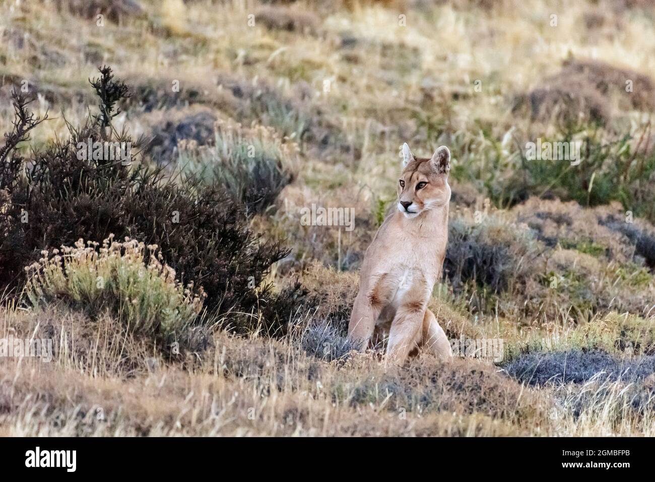 Puma reacts to its guanaco prey running off, Lago Sarmiento, Patagonia Stock Photo