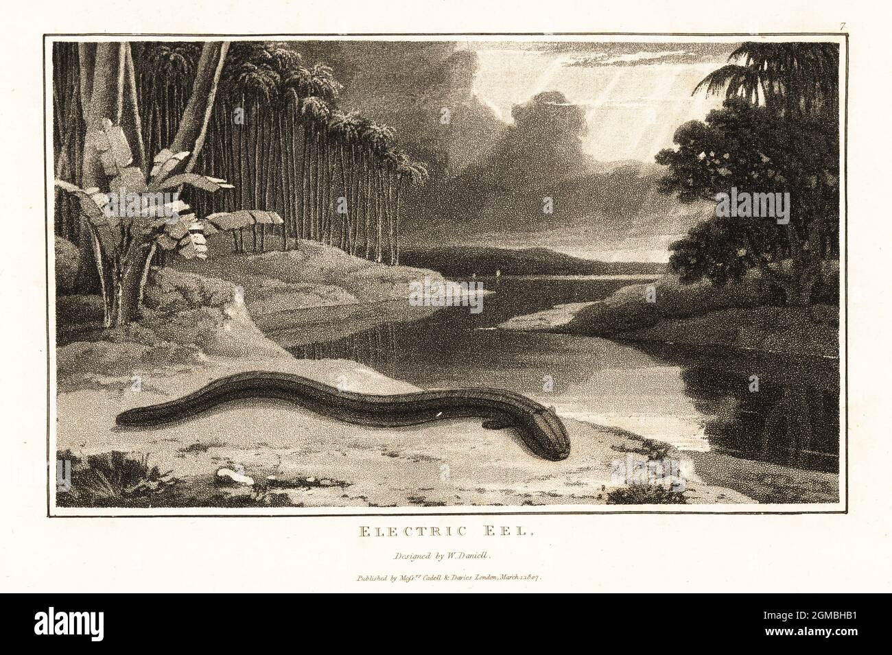 Electric eel, Electrophorus electricus, on the shore near a river in the South American jungle. Electric gymnote, Gymnotus electricus, Aquatint drawn and engraved by William Daniell from William Wood’s Zoography, Cadell and Davies, 1807. Stock Photo