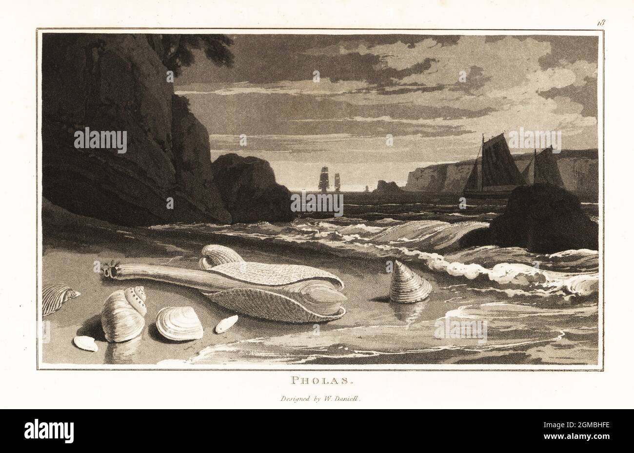 Common piddock or pholas shells, Pholas dactylus, on a beach. Tall ships and sail boats in the channel behind. Aquatint drawn and engraved by William Daniell from William Wood’s Zoography, Cadell and Davies, 1807. Stock Photo