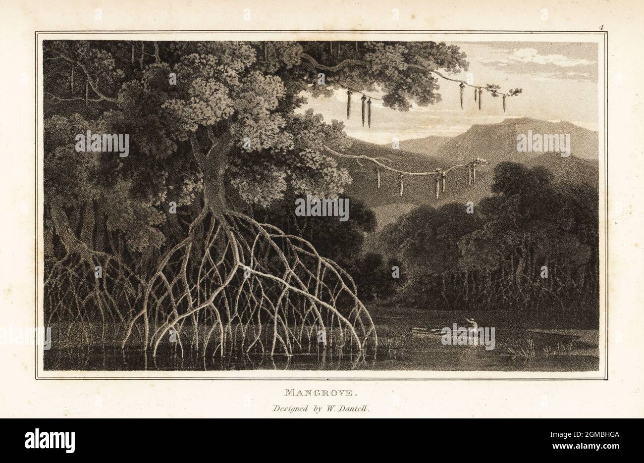 Large-leafed orange mangrove or oriental mangrove, Bruguiera gymnorhiza, growing with stilt roots in Asian swamps. A native man rows a canoe in the swamp. Mangrove, Rhizophora gymnorhiza. Aquatint drawn and engraved by William Daniell from William Wood’s Zoography, Cadell and Davies, 1807. Stock Photo