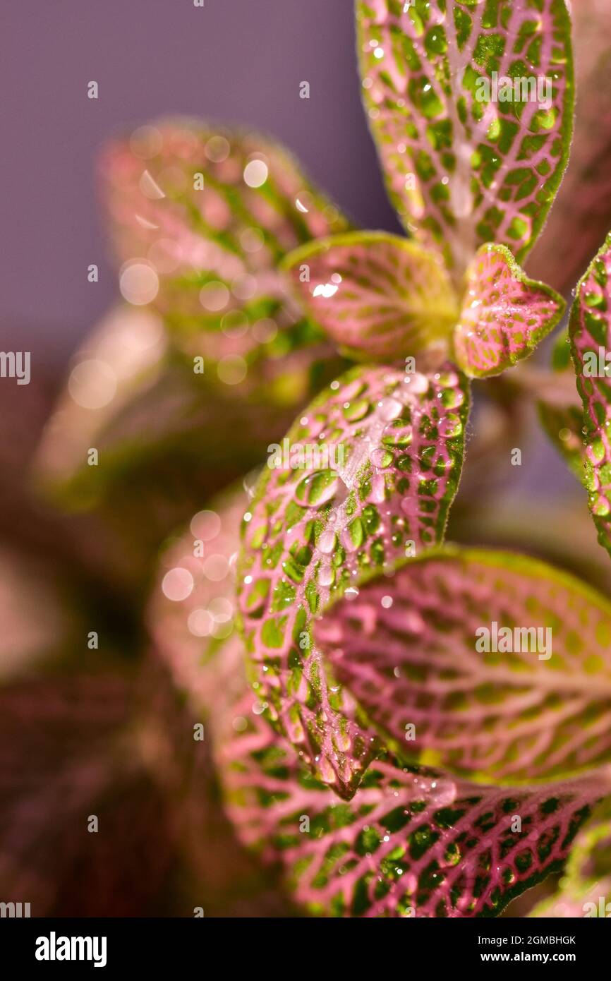 Closeup shot of a Fittonia leaf texture with morning dew on it on a blurred background Stock Photo