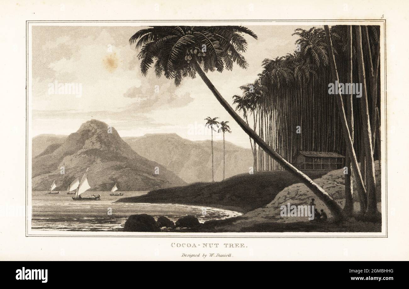 Coconut palm trees, Cocos nucifera, growing along a tropical coastline. Cocoa-nut tree. Aquatint drawn and engraved by William Daniell from William Wood’s Zoography, Cadell and Davies, 1807. Stock Photo