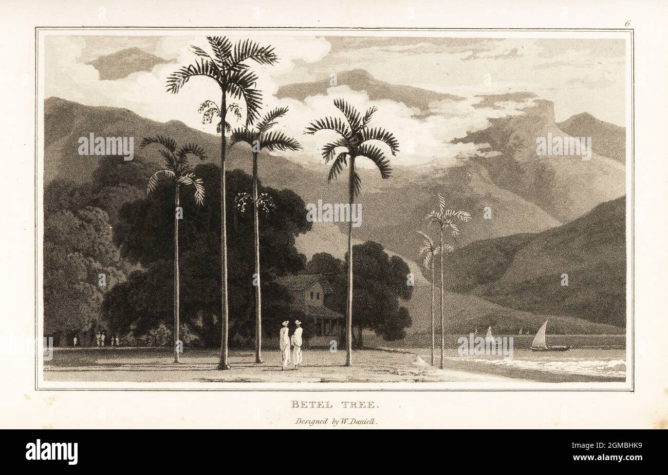 Betel nut palm trees, Areca catechu, growing on a Pacific ocean or Asian coast. Betel tree, Areca catecu, Aquatint drawn and engraved by William Daniell from William Wood’s Zoography, Cadell and Davies, 1807. Stock Photo
