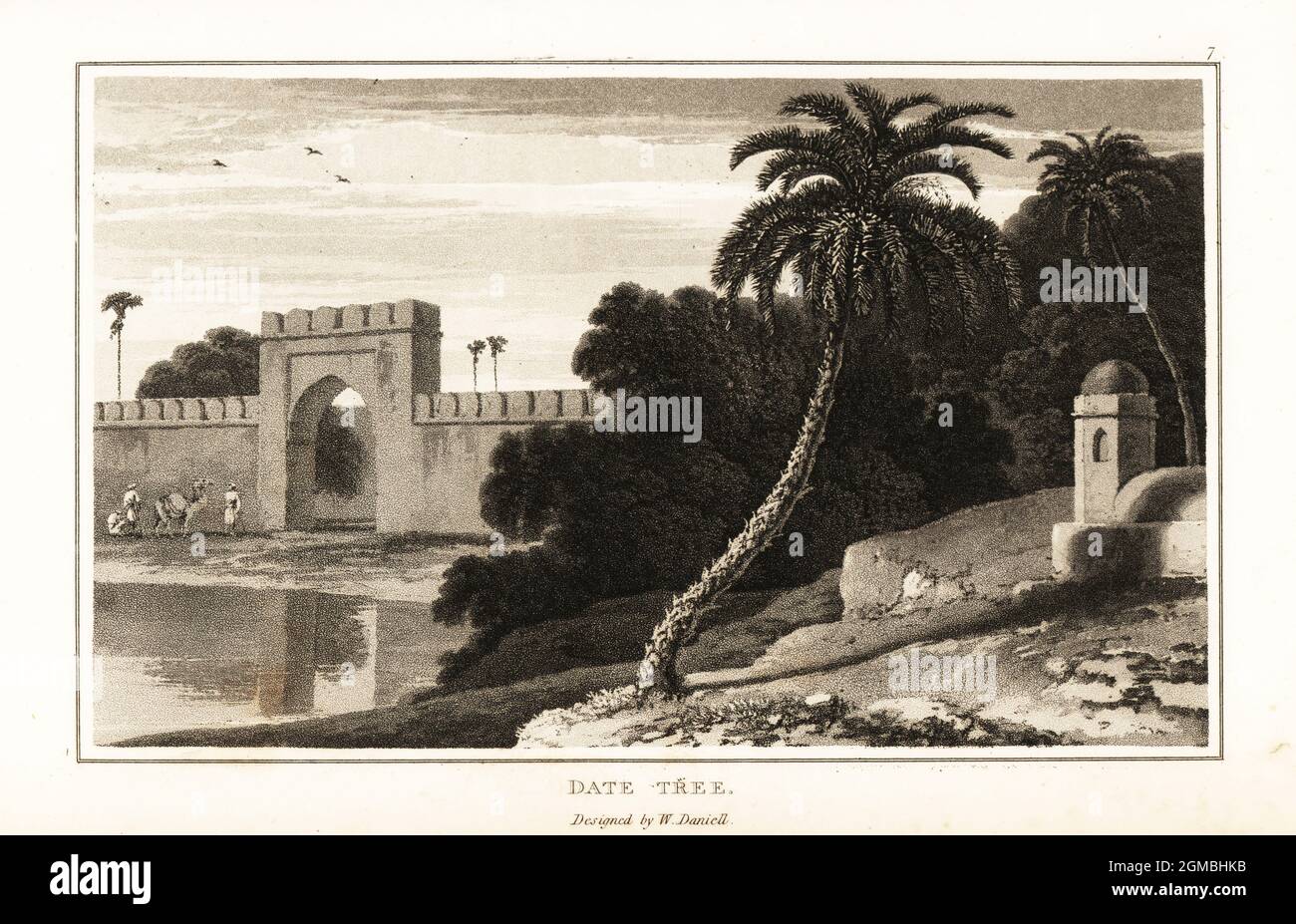 Date tree or date palm, Phoenix dactylifera, growing near a fortress gate in Arabia. Aquatint drawn and engraved by William Daniell from William Wood’s Zoography, Cadell and Davies, 1807. Stock Photo