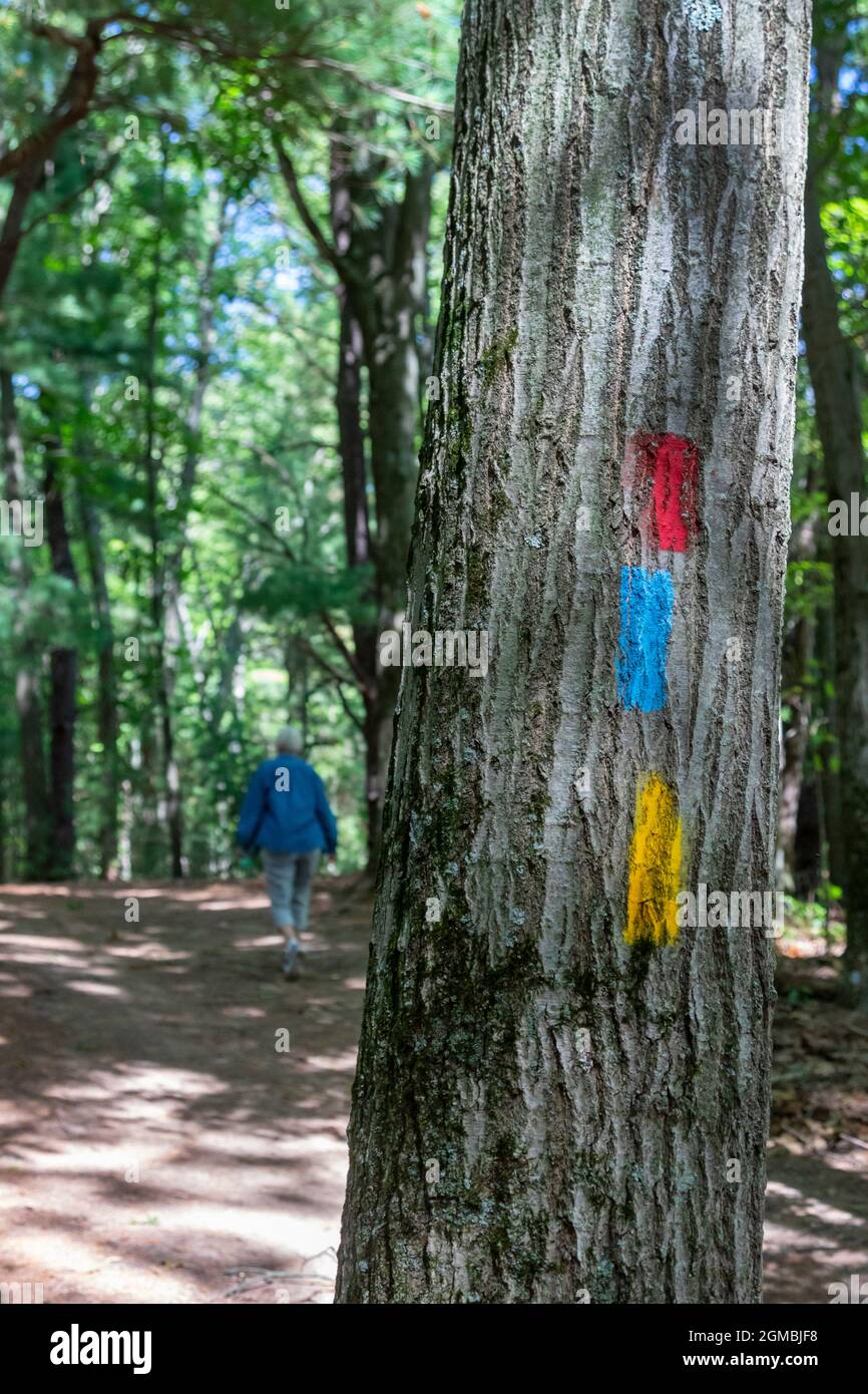 Middleville, Michigan - Trail blazes painted on a tree in Yankee Springs Recreation Area guide hikers on three separate trails. Stock Photo