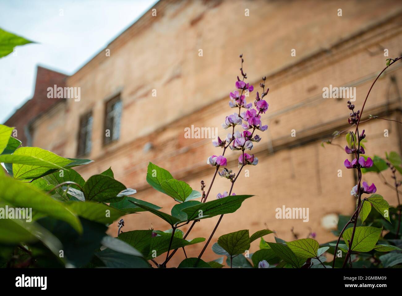 Amazing flower  in Botanical garden of Samara  ( or another palce of this city on Volga). Good summer! Stock Photo