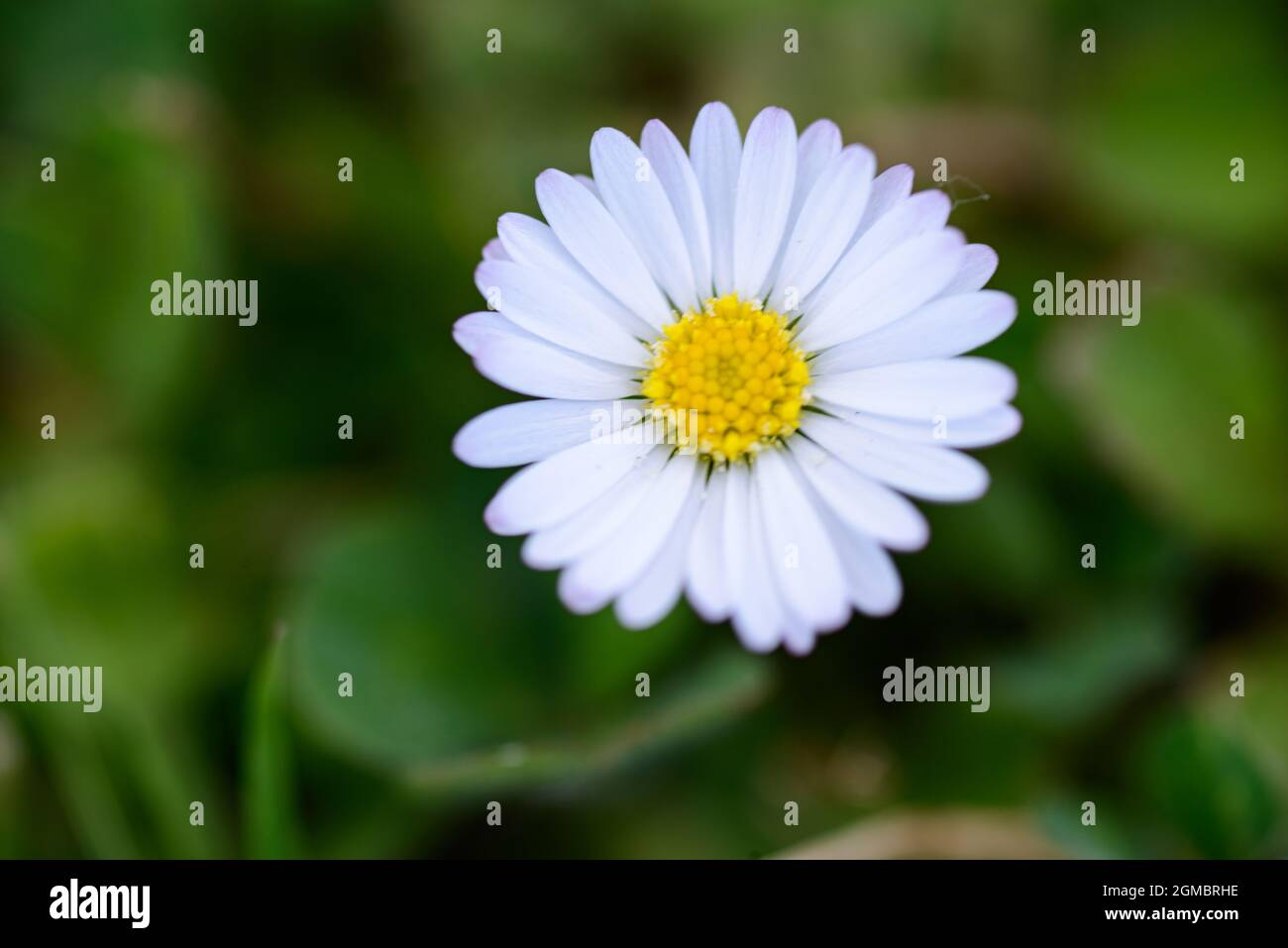 white flower on a green blurred background Stock Photo