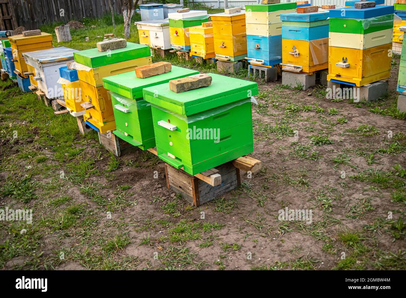 Colorful wooden and plastic hives in summer. Apiary standing in yard
