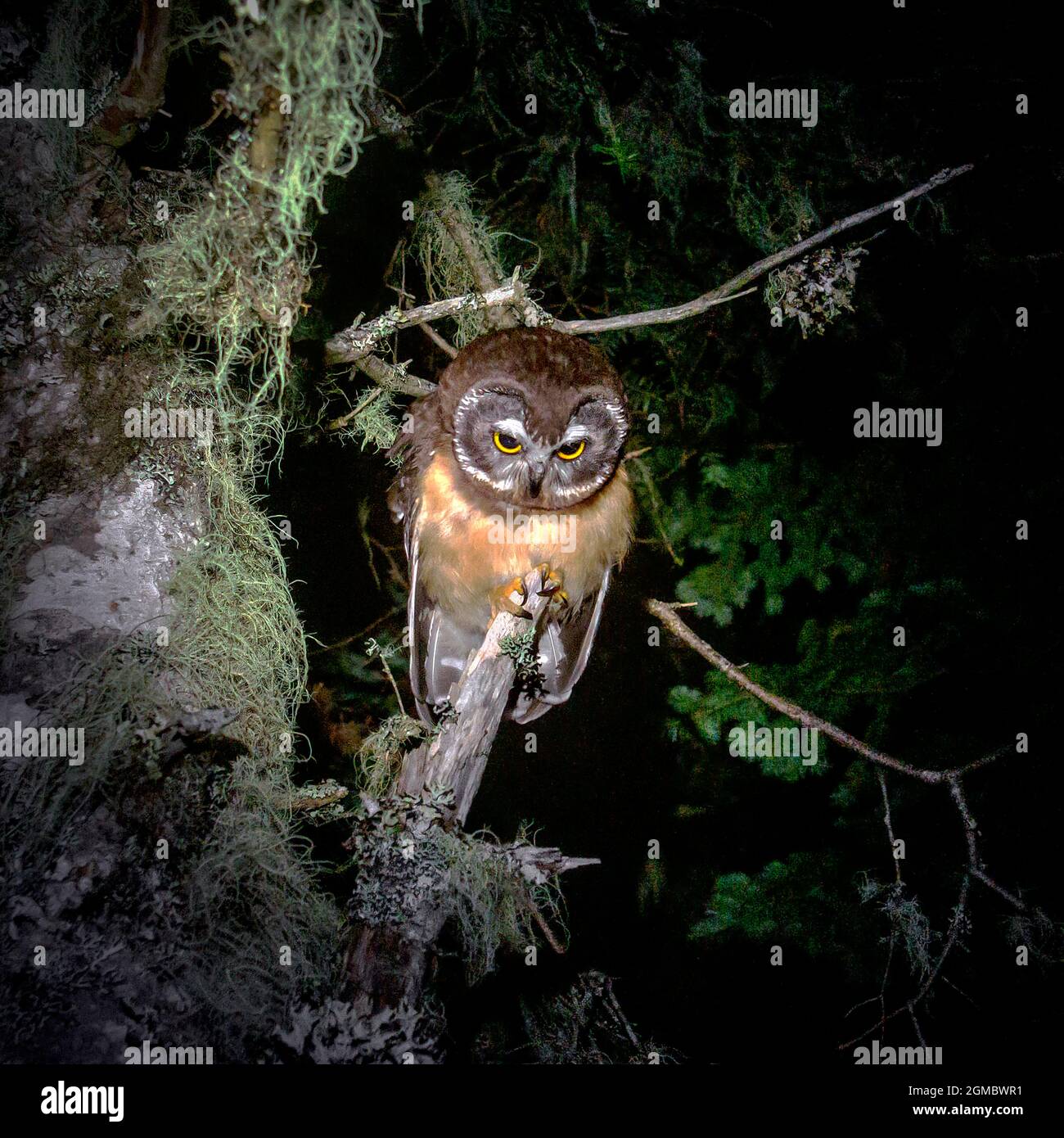 A Northern Juvenile Saw-Whet Owl perched at night. Stock Photo